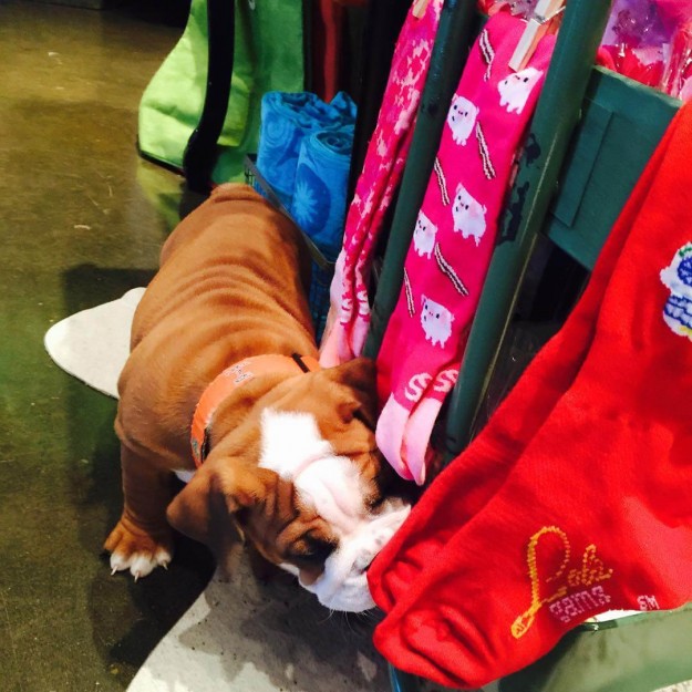 womens performance socks